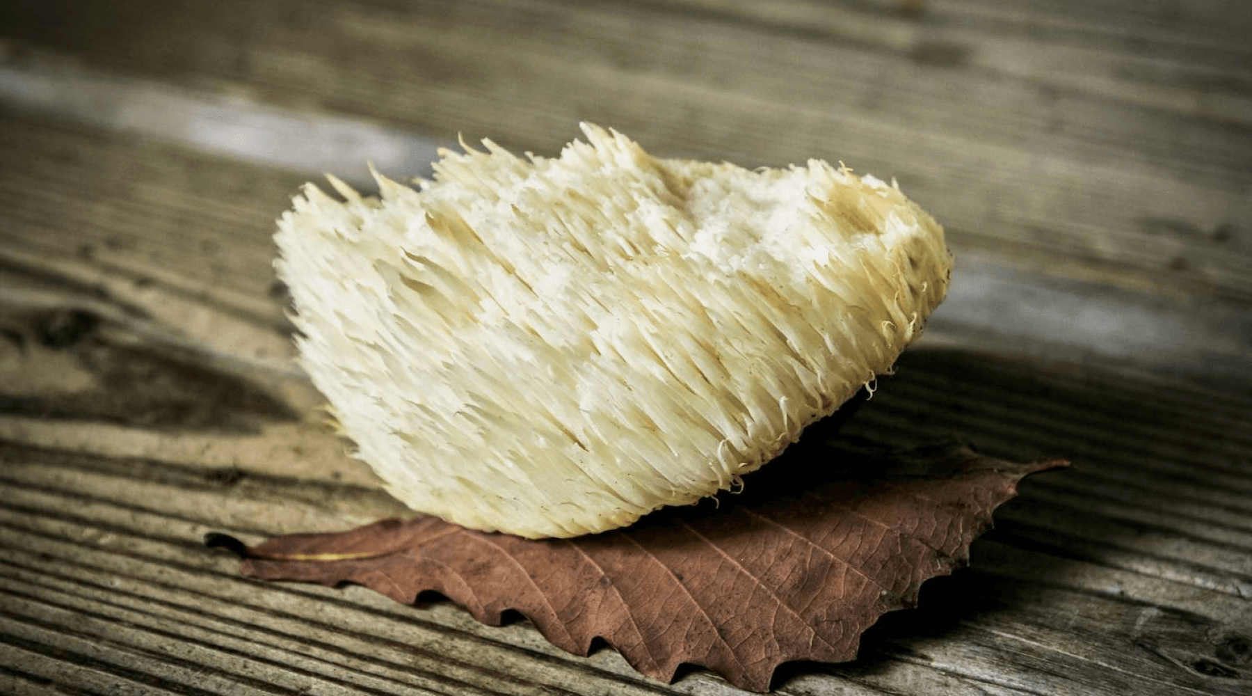 Health benefits of Lion's Mane mushrooms